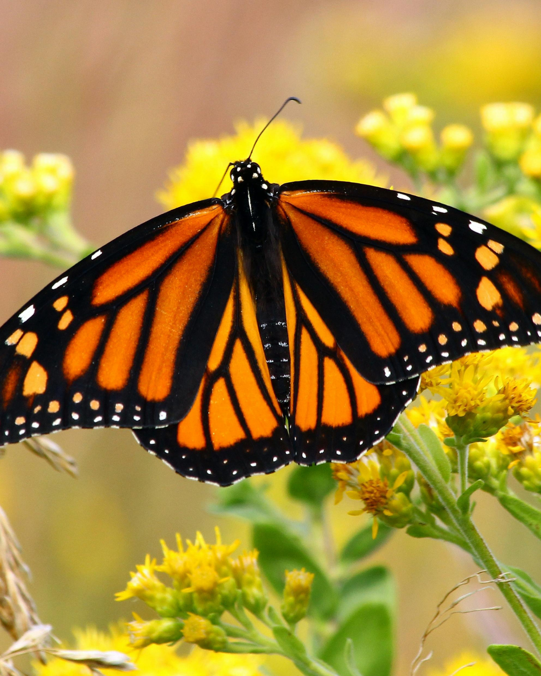 Dubai Butterfly Garden