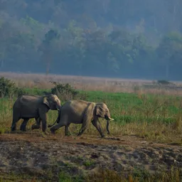 Jim Corbett National Park – Uttarakhand