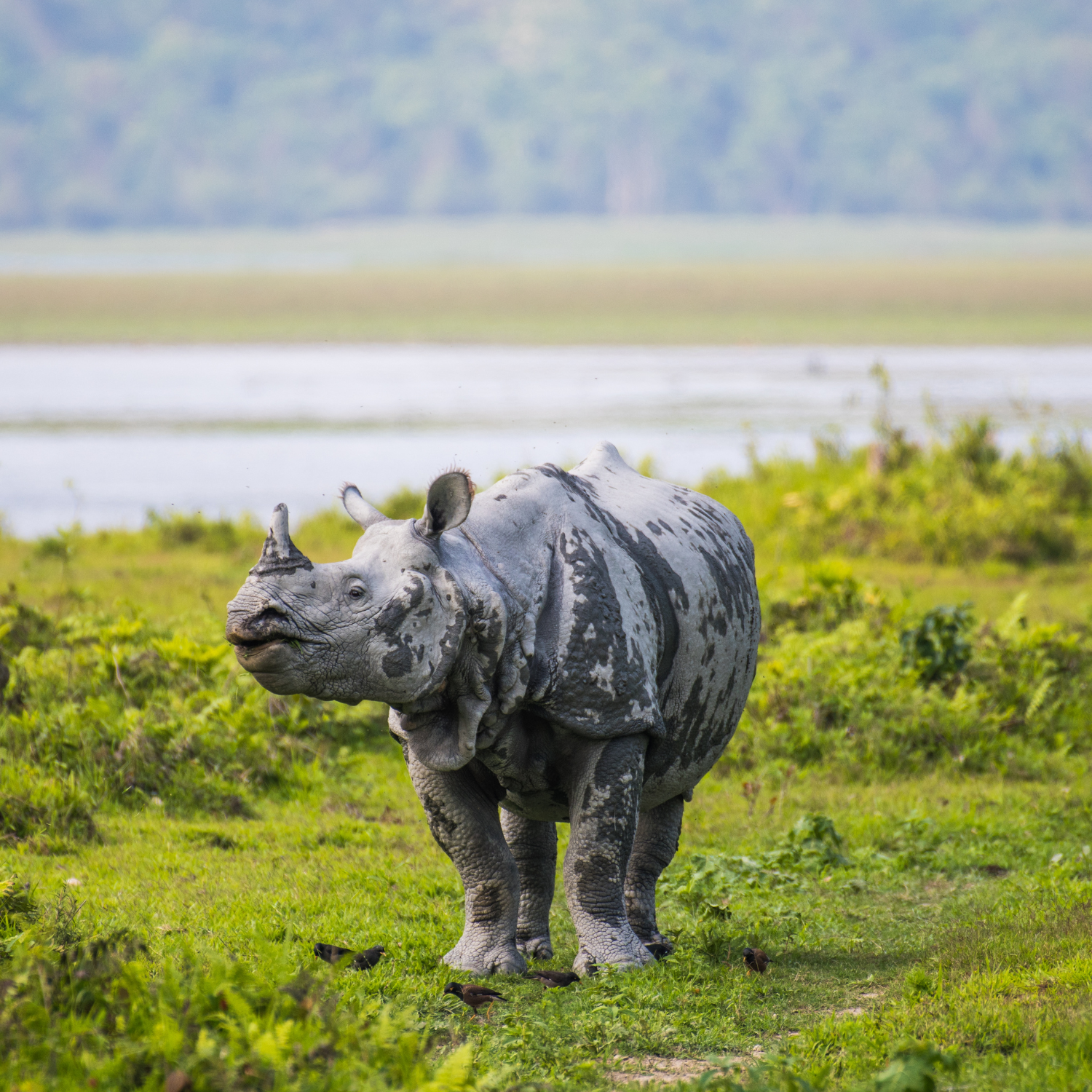 Kaziranga National Park – Assam