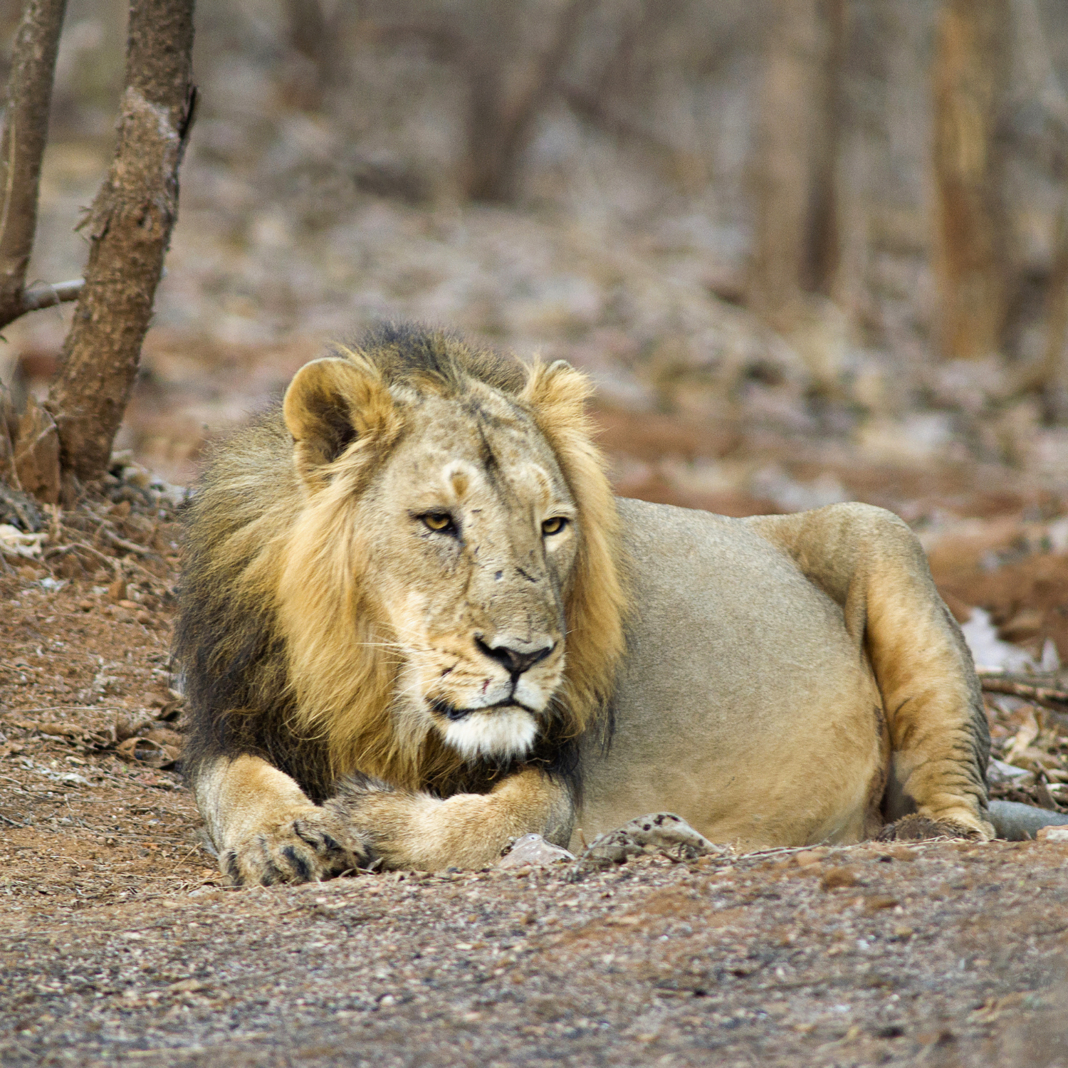 Gir Forest National Park – Gujarat