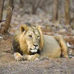 Gir Forest National Park – Gujarat