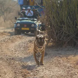 Ranthambore National Park – Rajasthan