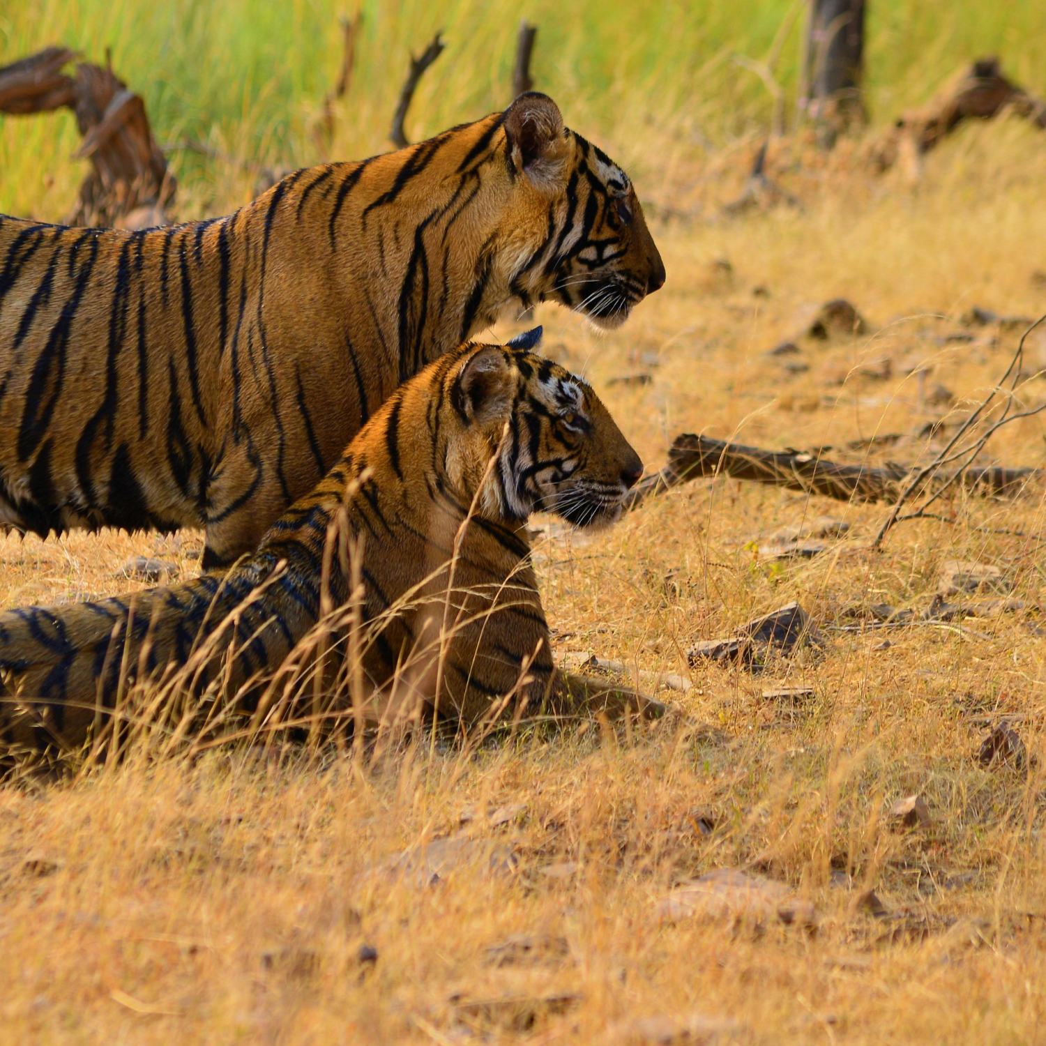 Sariska Tiger Reserve – Rajasthan