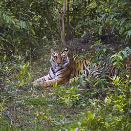 Satpura National Park – Madhya Pradesh