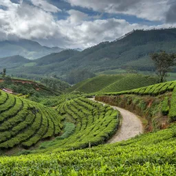 Munnar – Kerala