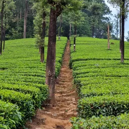 Valparai – Tamil Nadu