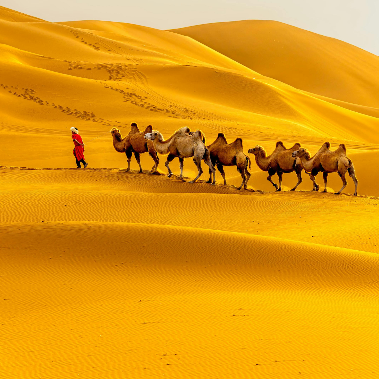 Jaisalmer Desert (Khuri / Sam Dunes) – Rajasthan