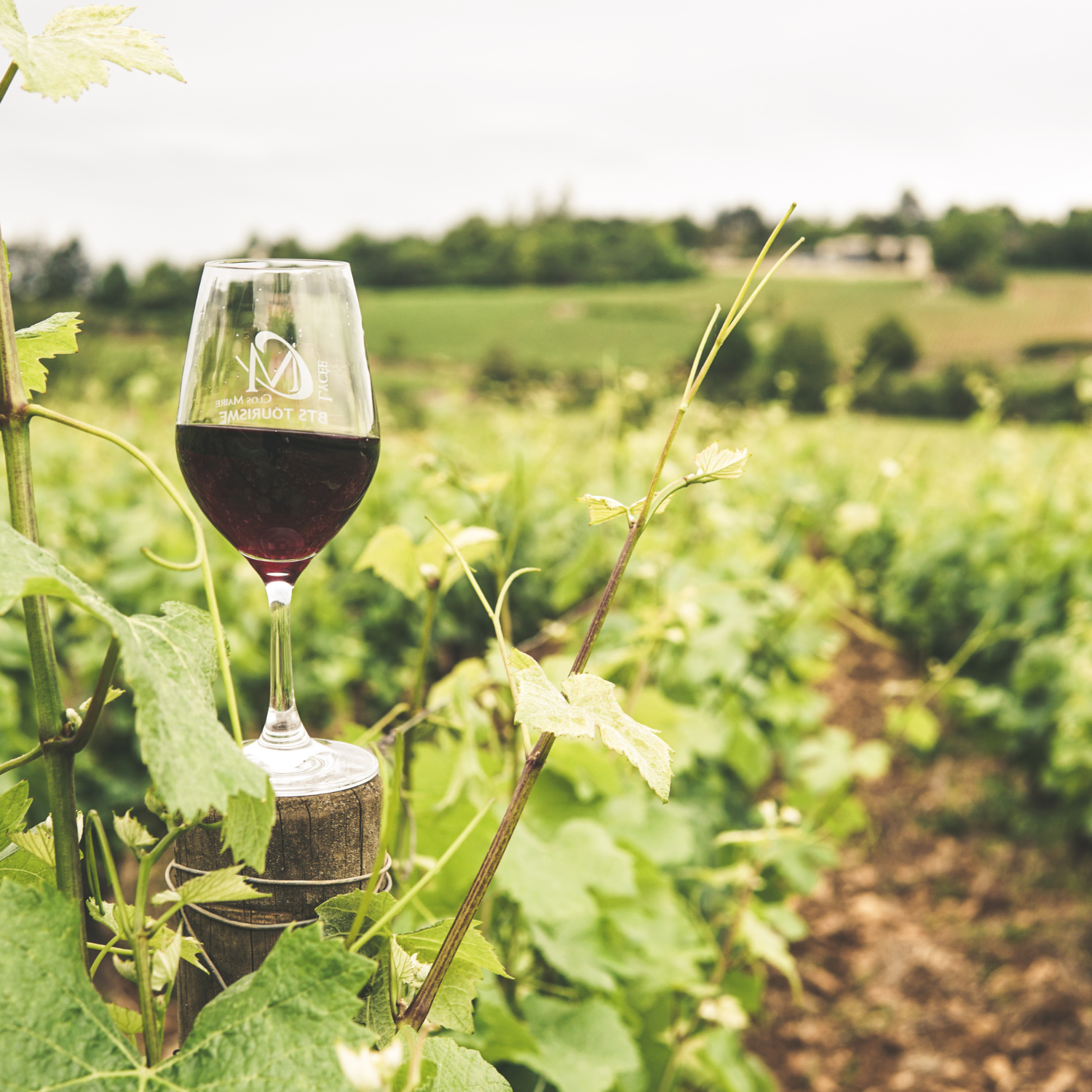 Kakheti Wine Region & Signagi Tour