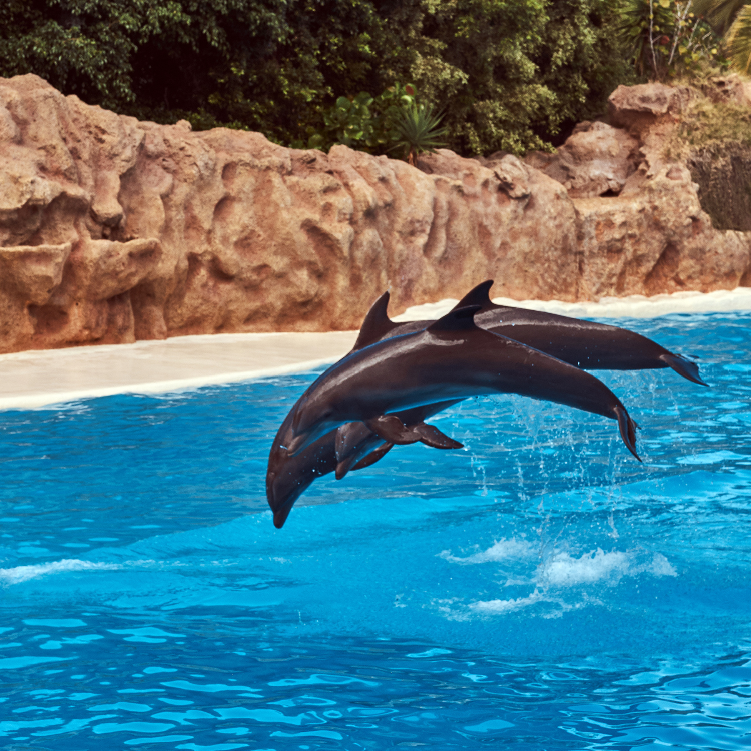 Dolphinarium & Animal Shows (Phuket)