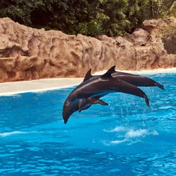 Dolphinarium & Animal Shows (Phuket)