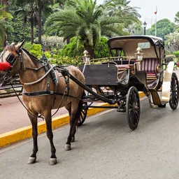 Manila City Tour (Half Day)