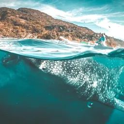 Cebu Whale Shark & Kawasan Falls Tour (Full Day)